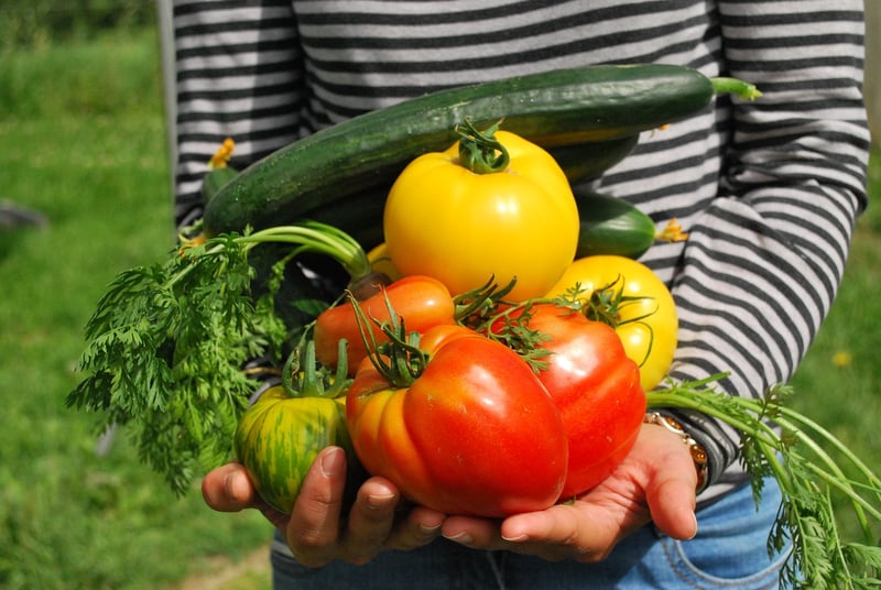 Vegetable Garden